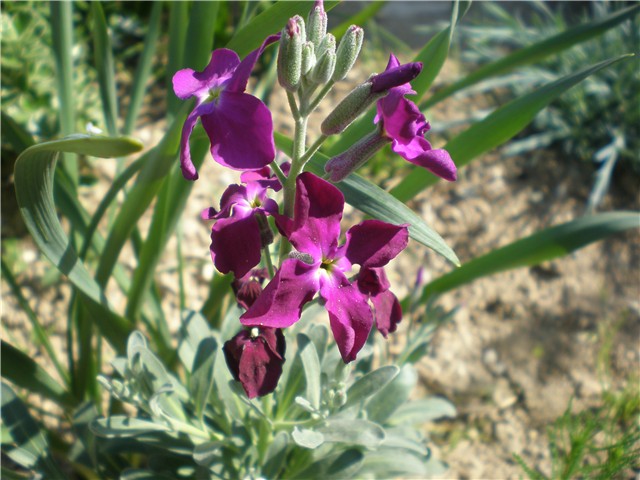 viola